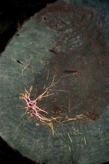 A darkfield digital micrograph of a transverse section through the lumbar spinal cord of a normal male after BHRP injection into the left vastus lateralis muscle.