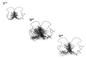 During development SNB dendrites grow exuberantly and then retract to adult length.